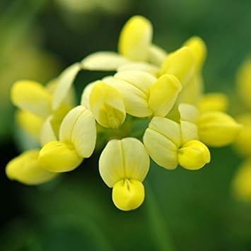 Yellow Coronilla Seeds for Planting - 100 pcs